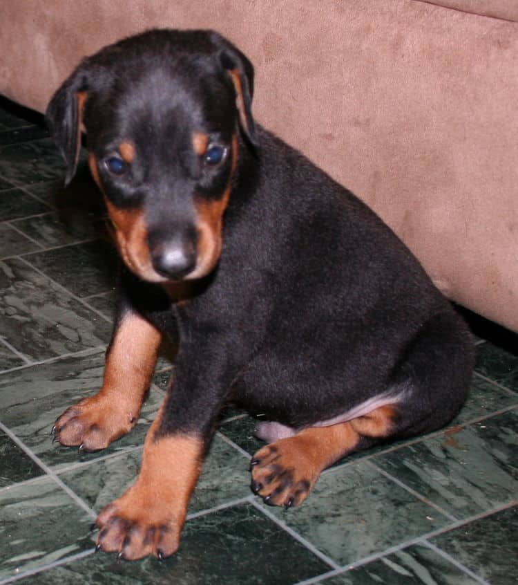 Black Male Doberman Puppy