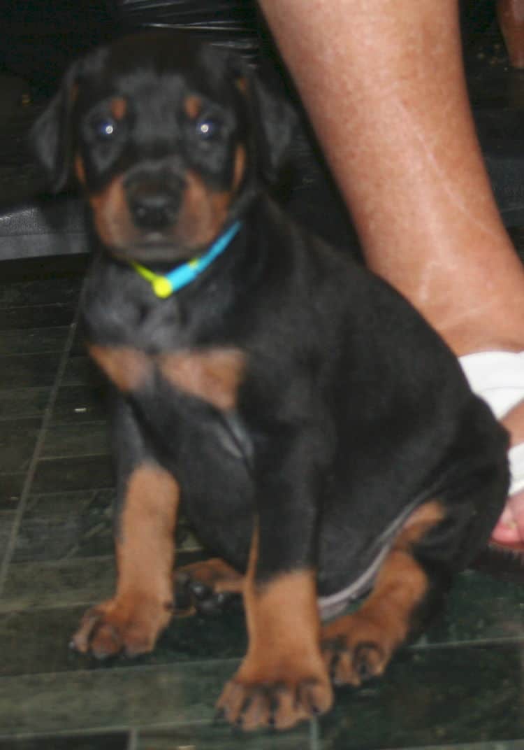 Black Male Doberman Puppy