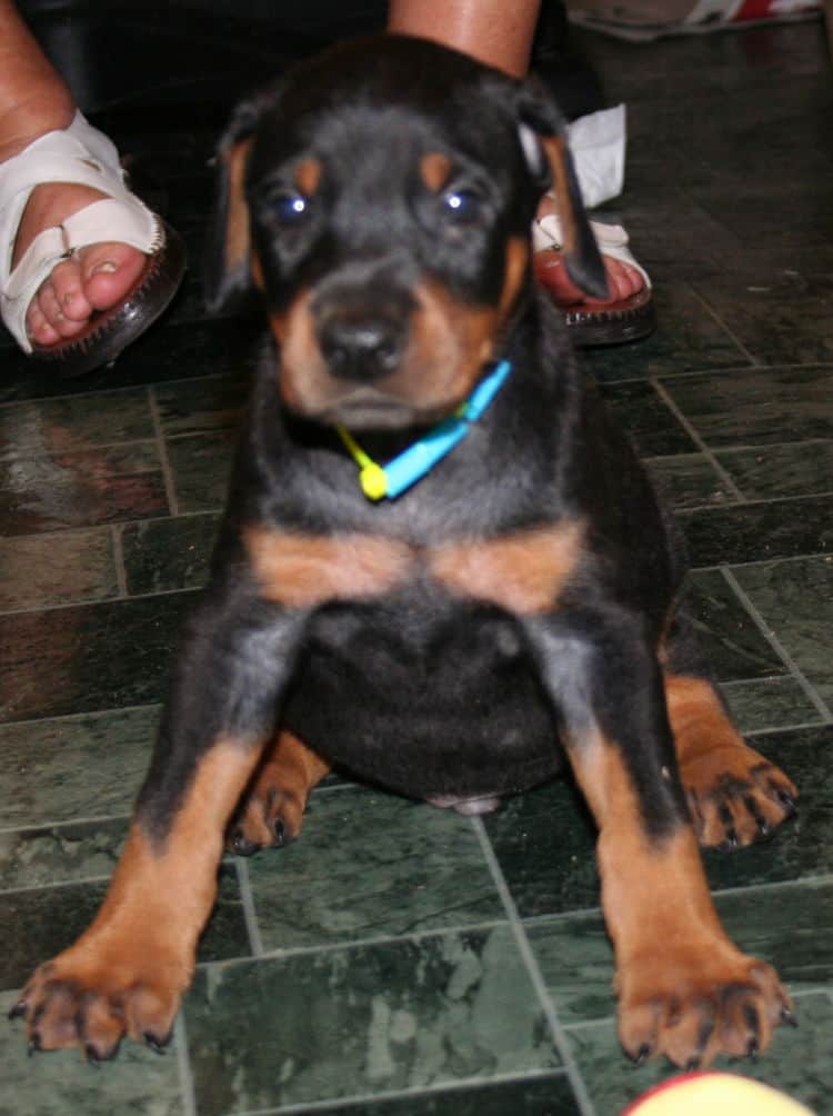 Black Male Doberman Puppy