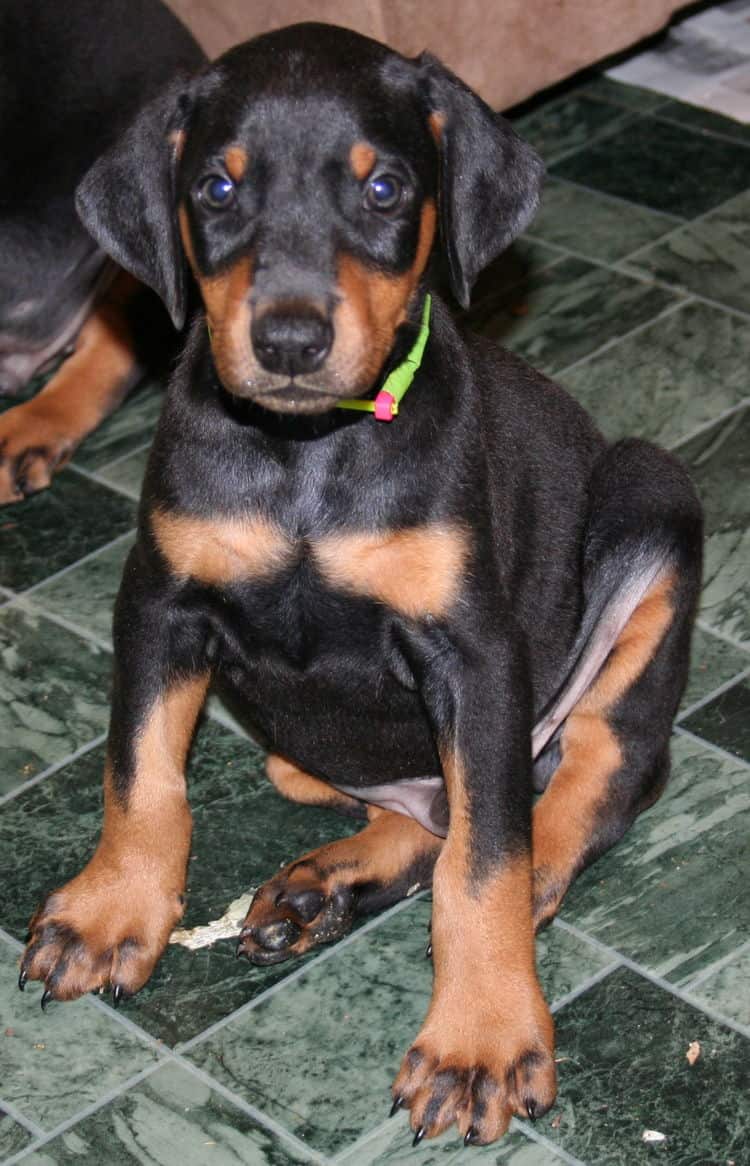 black rust male doberman puppy