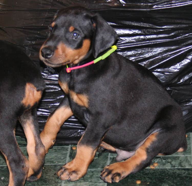 black rust male doberman puppy