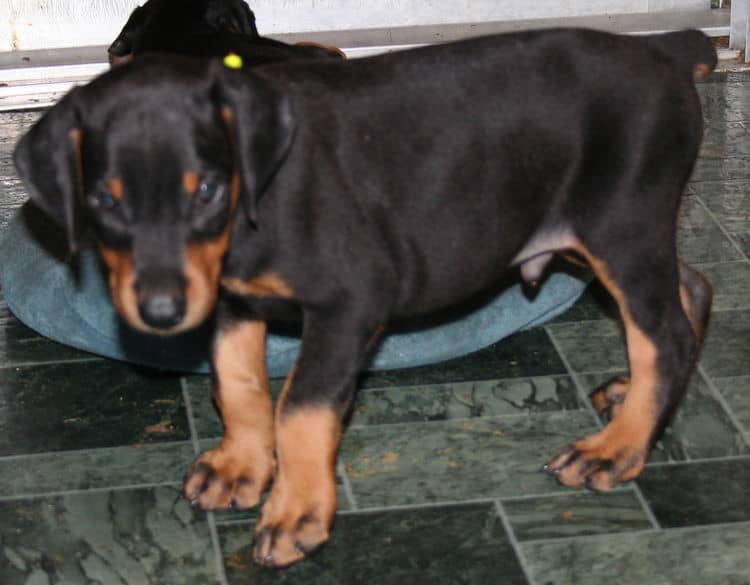 black rust male doberman puppy