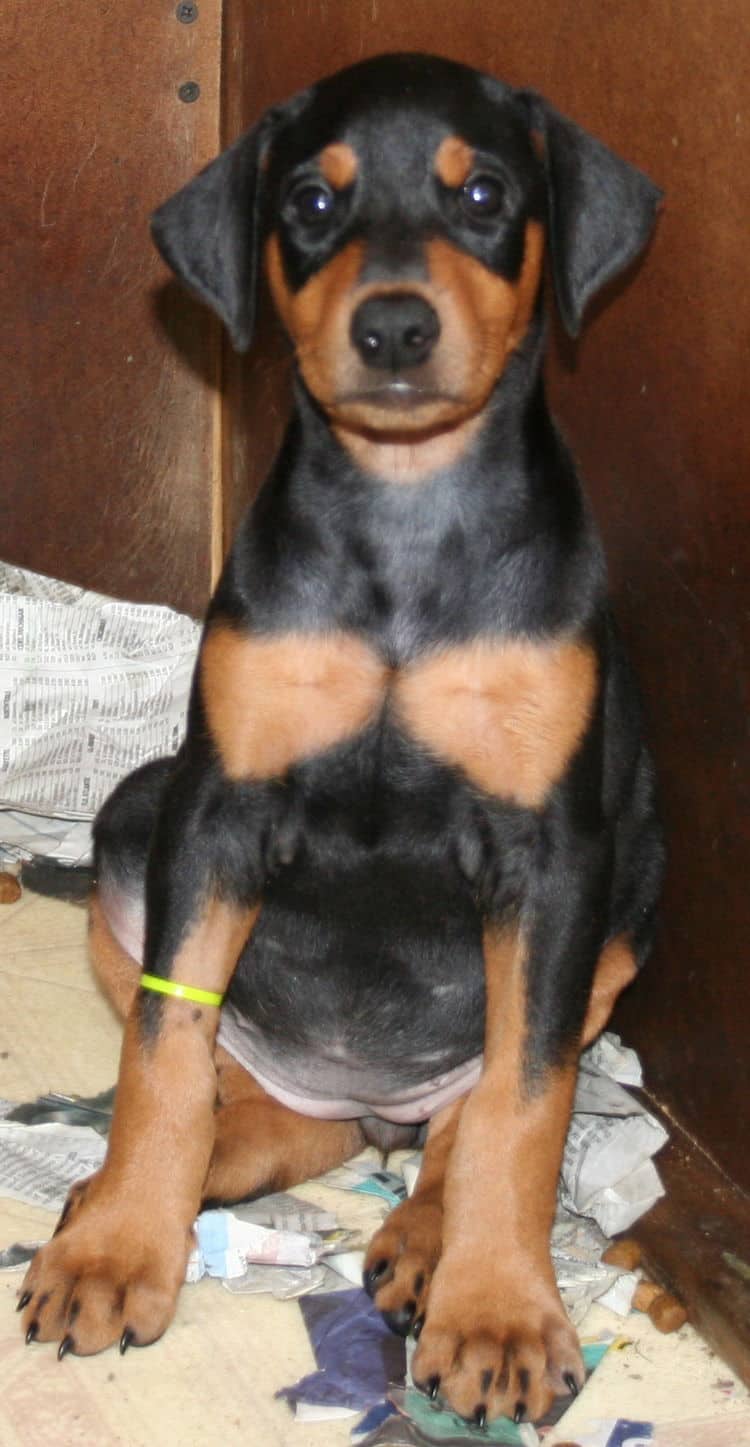 7 week old female doberman puppy