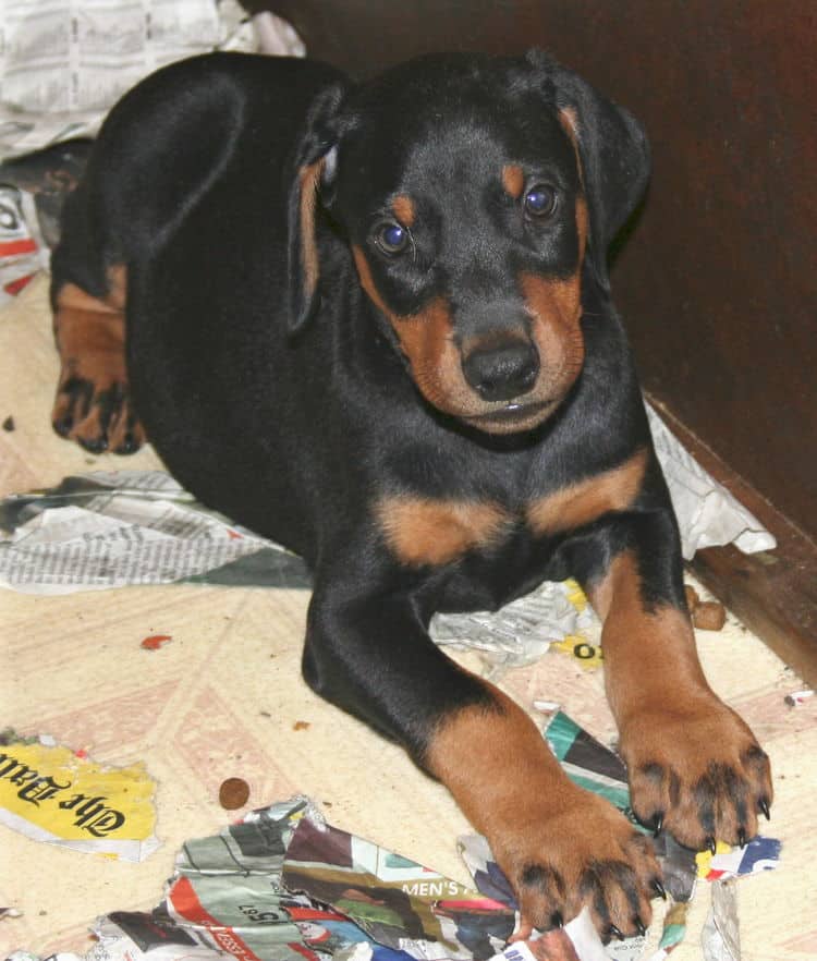 black rust male doberman pup