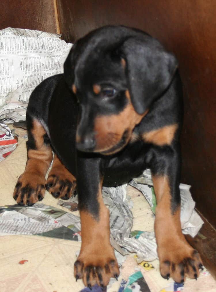 black rust male doberman pup