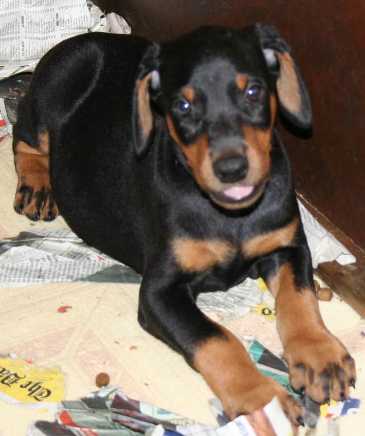 black rust male doberman pup