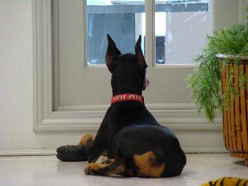 Garrett'S Dobermans Puppy Site