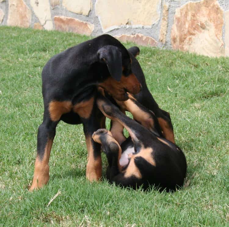 8 week old female dobe puppy