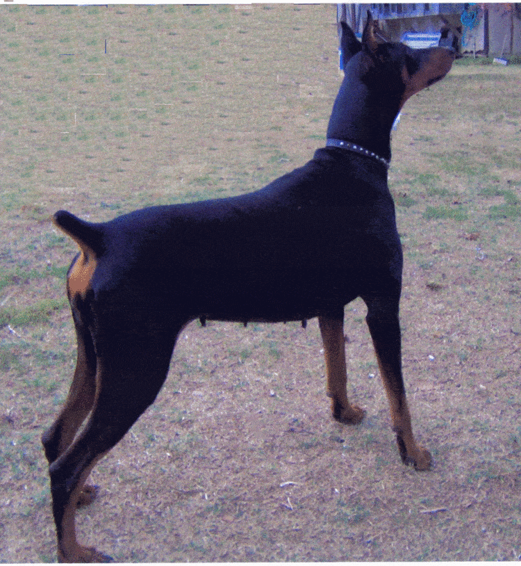 Doberman Pinscher