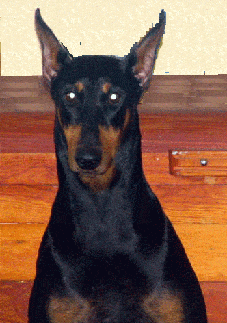 doberman adult female