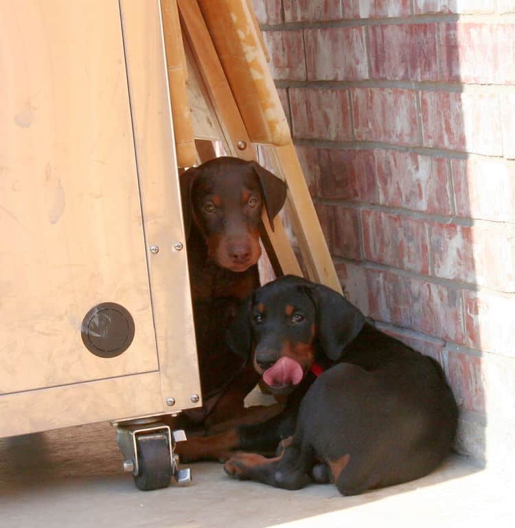 dobie pups