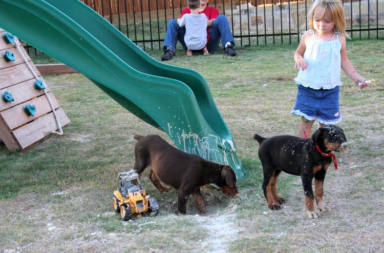 dobie pups