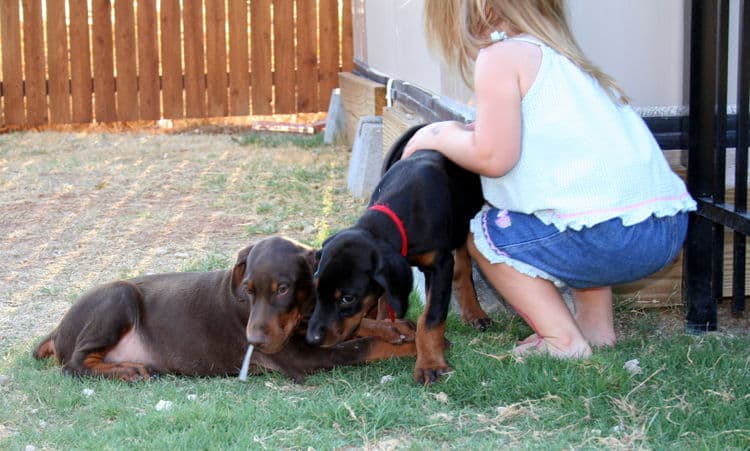 dobie pups