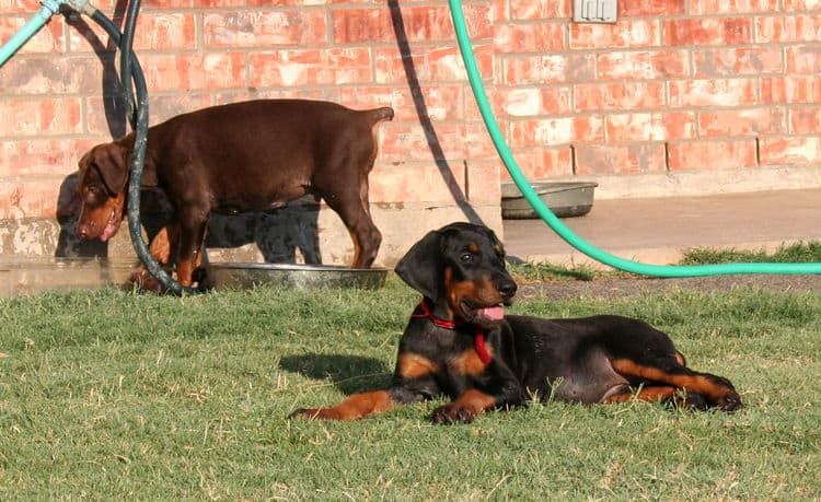 dobie pups