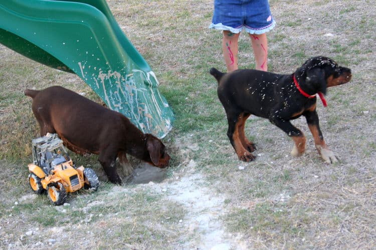 dobie pups