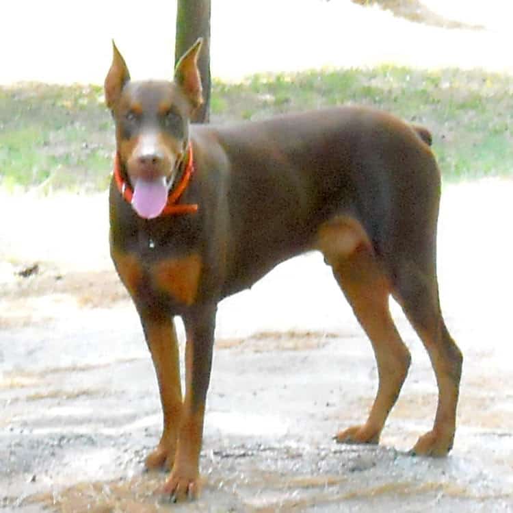 red/rust male doberman breeding sire