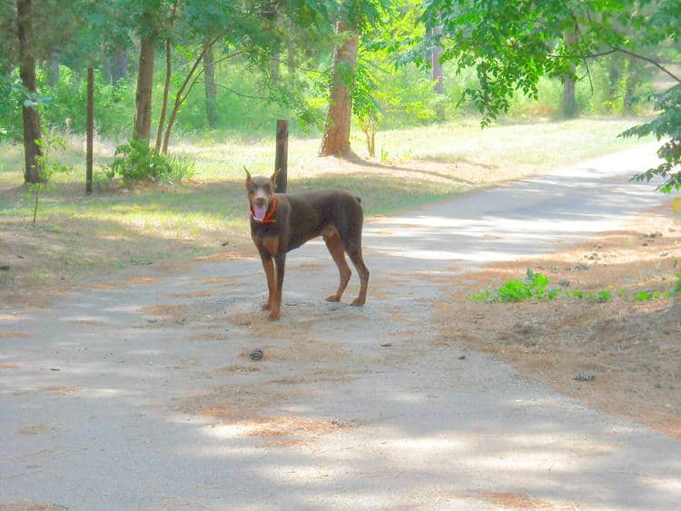 red/rust male doberman breeding sire