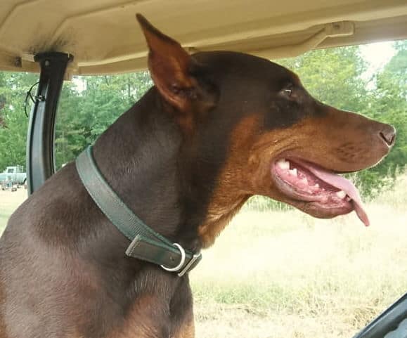 red rust adult male doberman