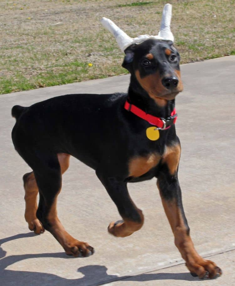 cropped black and rust female doberman puppy - trip to vet; champion sired