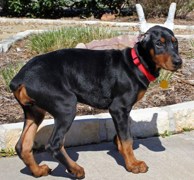 cropped black and rust female doberman puppy - trip to vet; champion sired