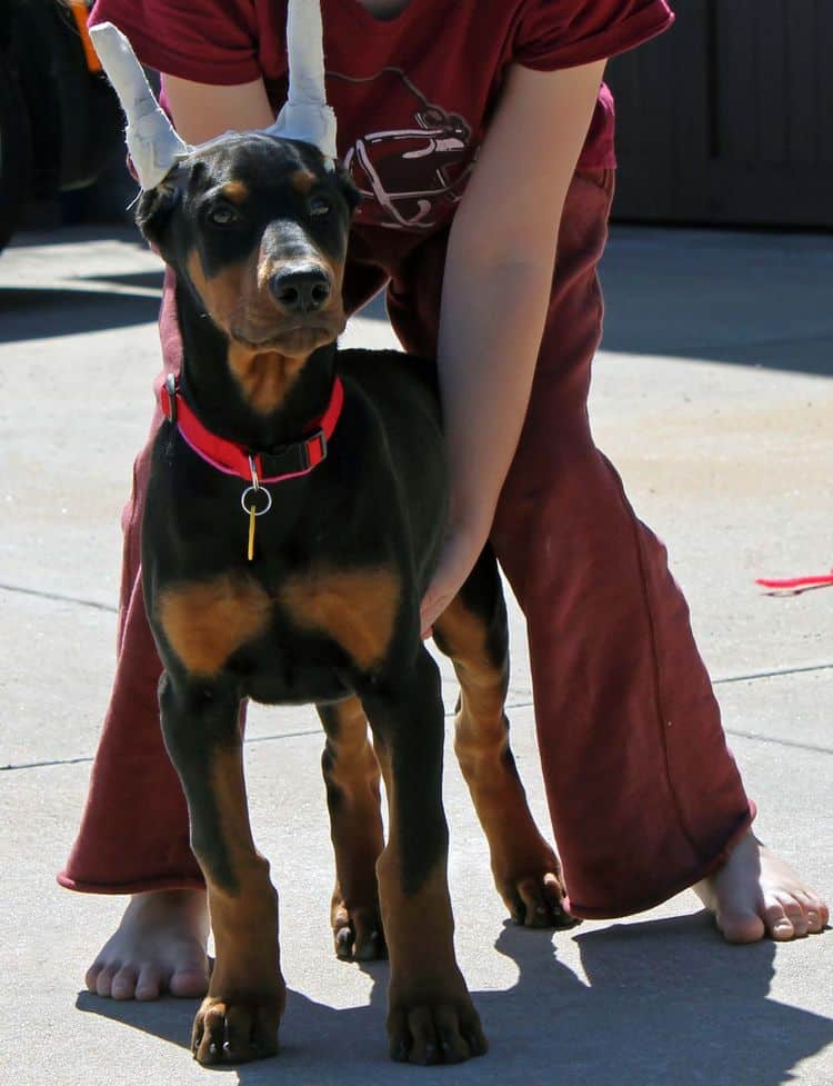 cropped black and rust female doberman puppy - trip to vet; champion sired