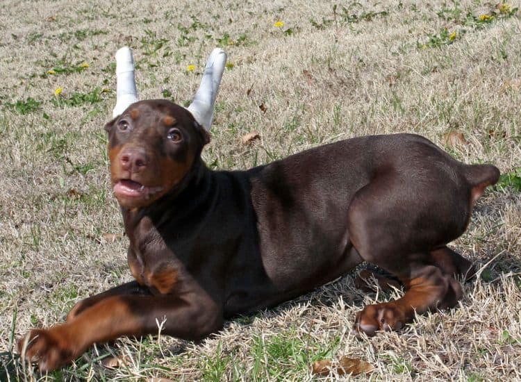 10 week old cropped red and rust female doberman pup; champion sired