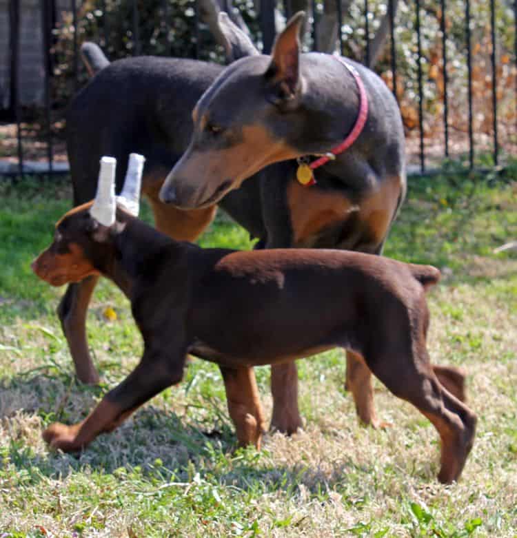 10 week old cropped red and rust female doberman pup; champion sired