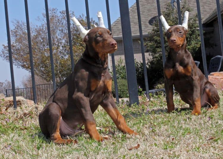 10 week old red and rust male doberman pup; champion sired