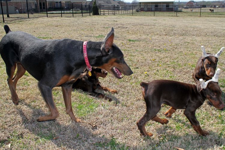 10 week old puppies playing; champion sired