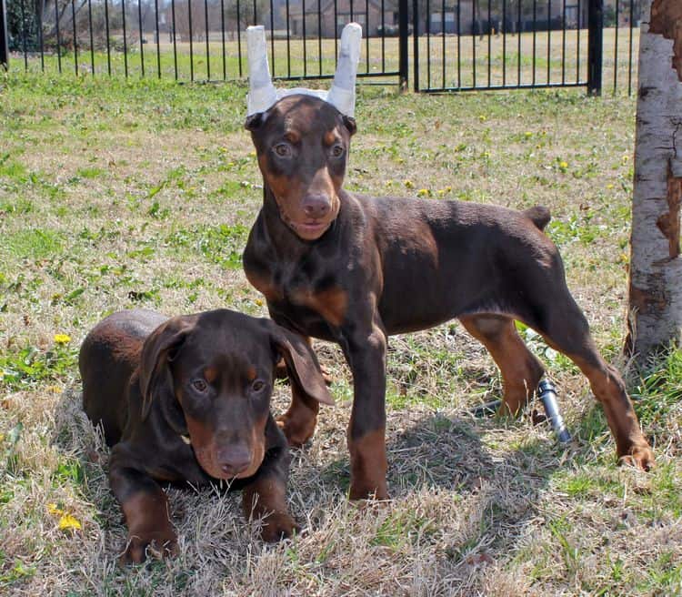 10 week old puppies playing; champion sired