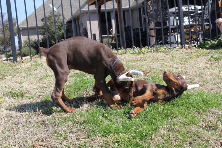 10 week old red and rust male doberman pup; champion sired