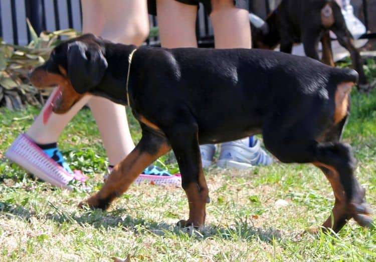 10 week old black and rust male doberman pup; champion sired