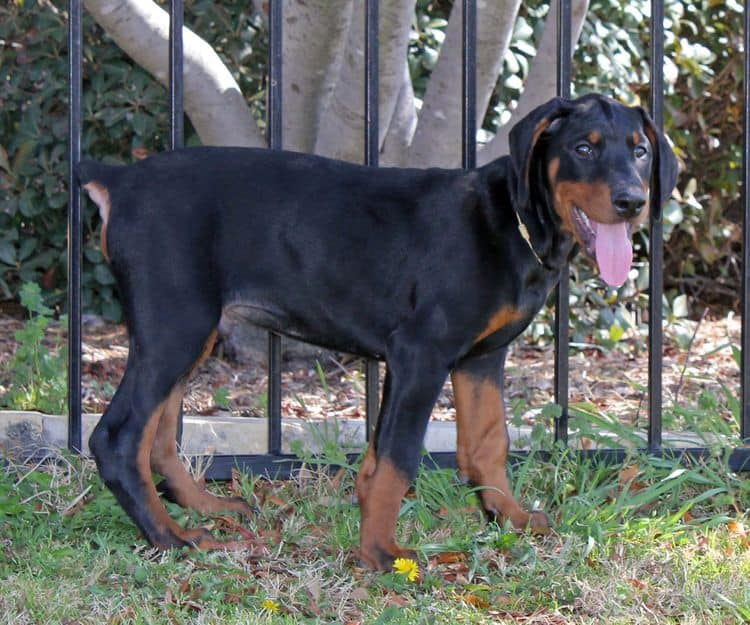 10 week old black and rust male doberman pup; champion sired