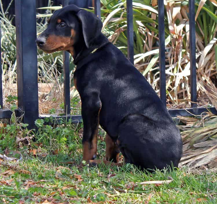 10 week old black and rust male doberman pup; champion sired