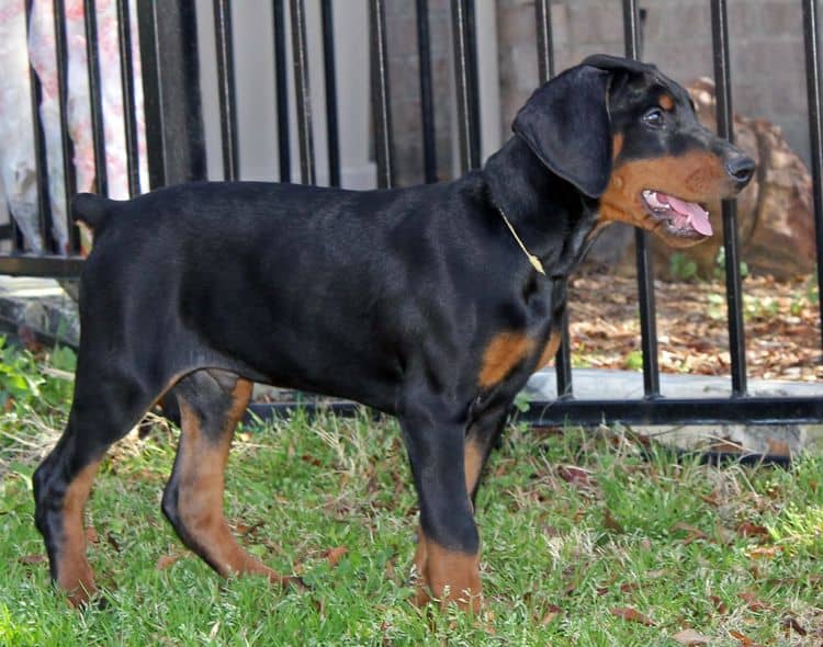 10 week old black and rust male doberman pup; champion sired