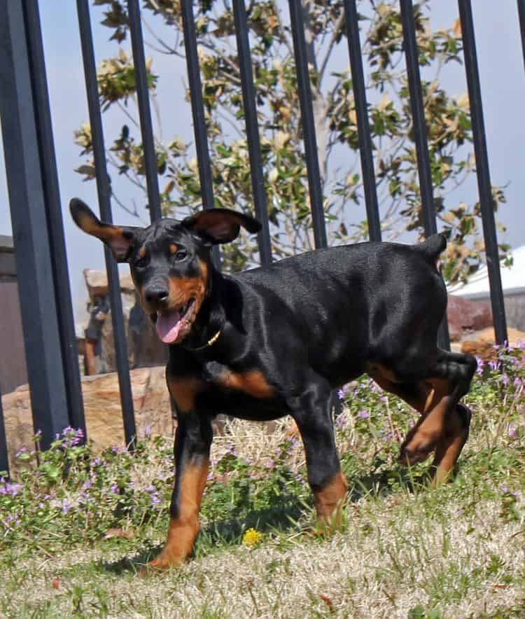 10 week old black and rust male doberman pup; champion sired