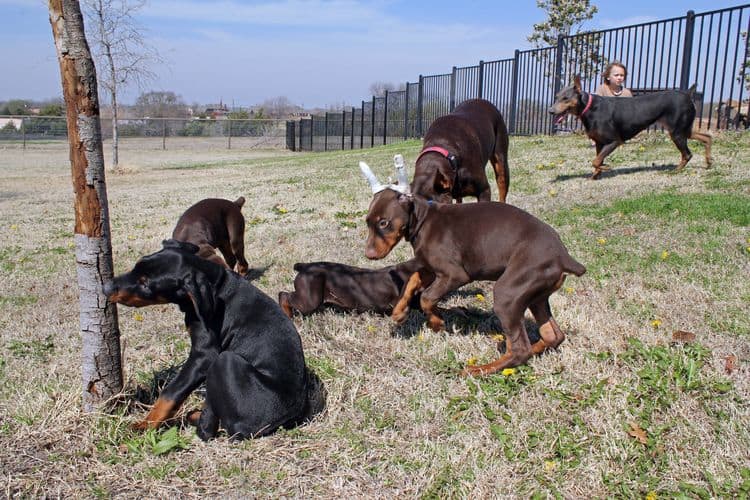 10 week old red and rust male doberman pup; champion sired