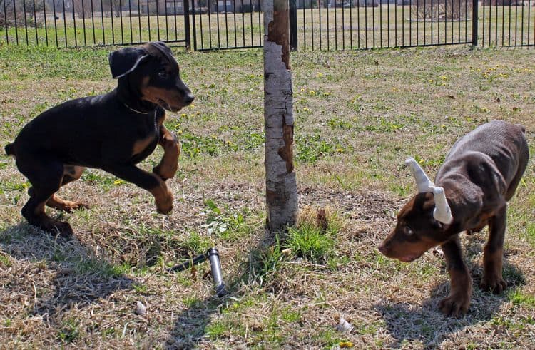 10 week old red and rust male doberman pup; champion sired