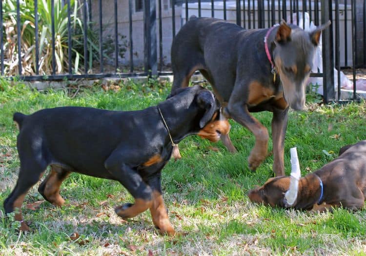 10 week old black and rust male doberman pup; champion sired