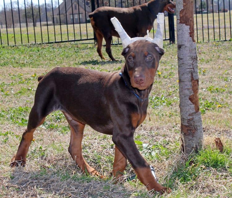 10 week old red and rust male doberman pup; champion sired