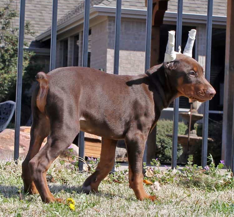 10 week old red and rust male doberman pup; champion sired