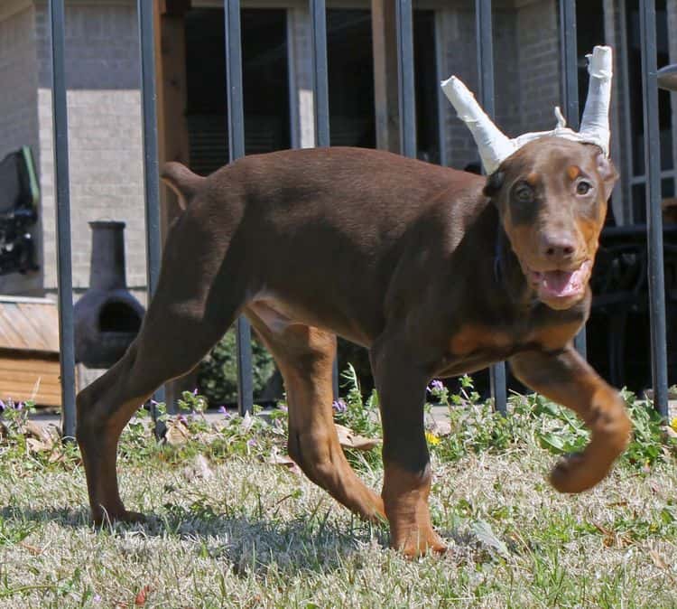 10 week old red and rust male doberman pup; champion sired