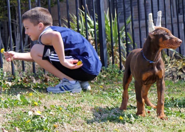 10 week old red and rust male doberman pup; champion sired