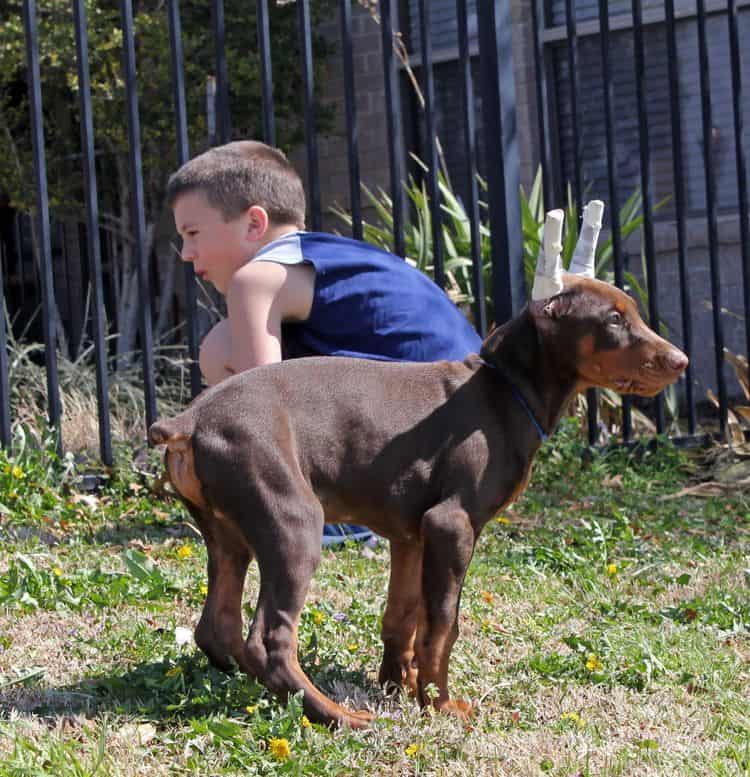 10 week old red and rust male doberman pup; champion sired