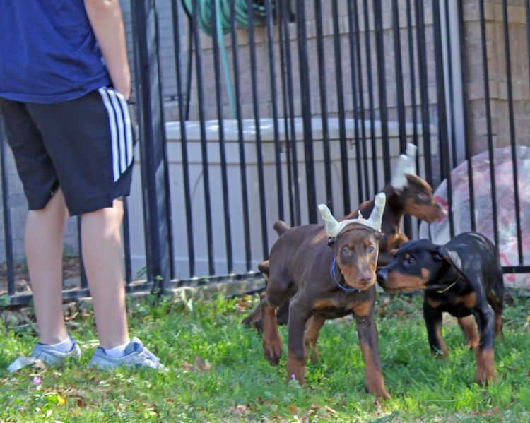 10 week old red and rust male doberman pup; champion sired