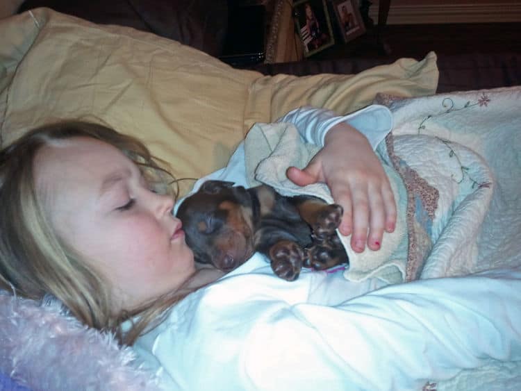 3 week old dobe pups black and rust, red and rust; champion sired