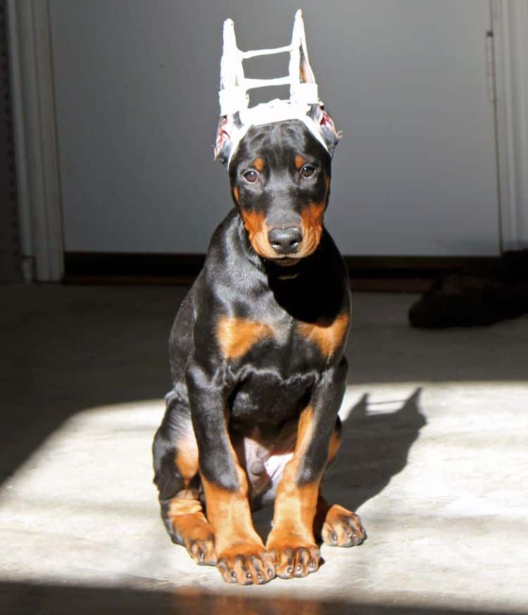 newly cropped black and rust male doberman pup; champion sired