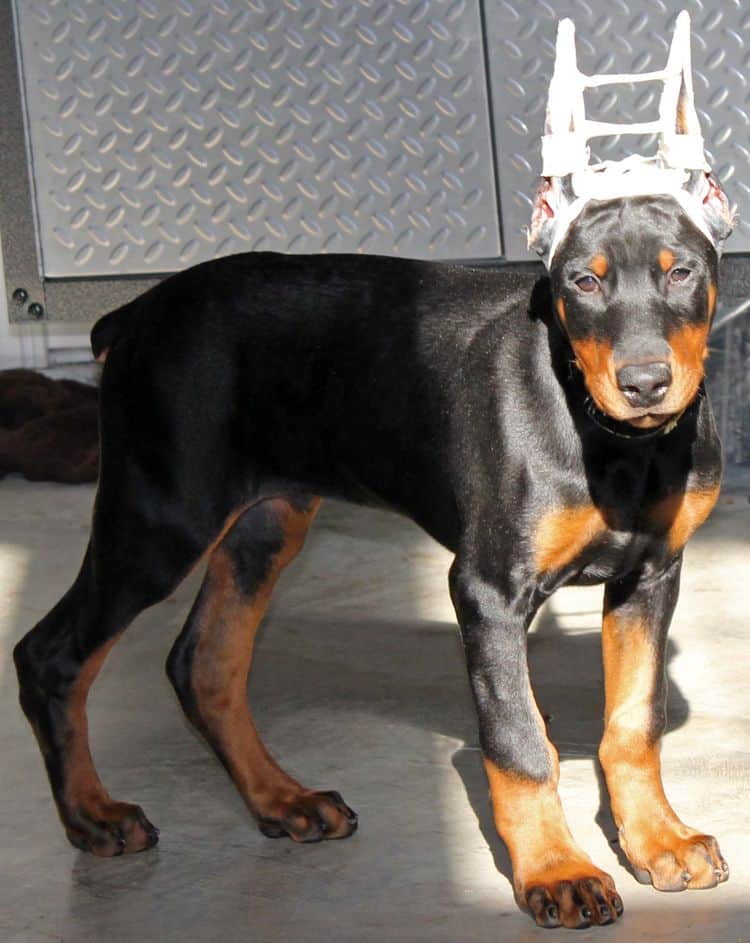 newly cropped black and rust male doberman pup; champion sired