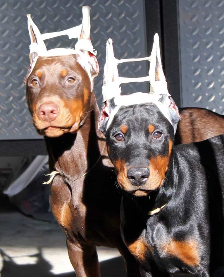 newly cropped male doberman pups; champion sired