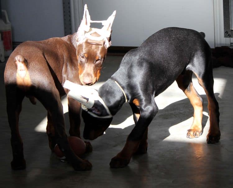 newly cropped male doberman pups; champion sired